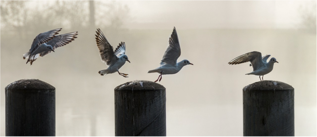 Möwen, die von Pfahl zu Pfahl springen (symbolisieren die klare Abfolge des Risikomanagements mit den vier Schritten).