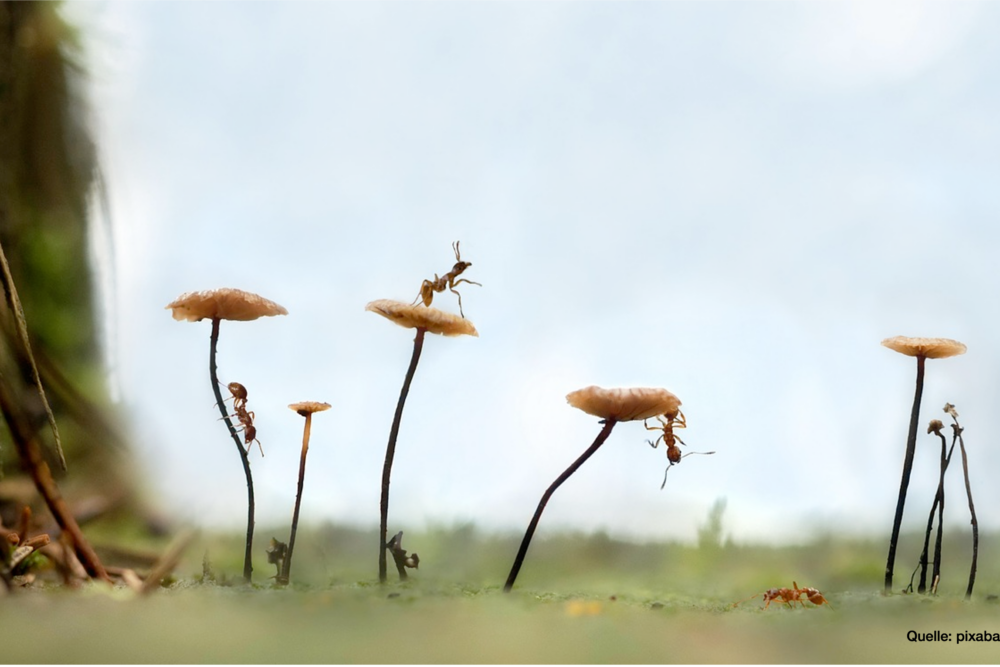 Zu sehen ist ein Wiesenausschnitt mit Blumen in der Nahaufnahme. Auf den Blüten, an den Stengeln und am Boden klettern emsig mehrere Ameisen entlang.