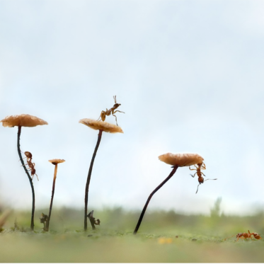 Zu sehen ist ein Wiesenausschnitt mit Blumen in der Nahaufnahme. Auf den Blüten, an den Stengeln und am Boden klettern emsig mehrere Ameisen entlang.