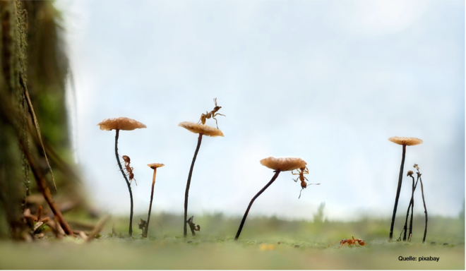 Zu sehen ist ein Wiesenausschnitt mit Blumen in der Nahaufnahme. Auf den Blüten, an den Stengeln und am Boden klettern emsig mehrere Ameisen entlang.